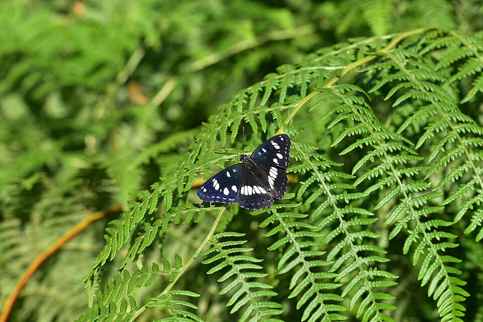 Forêt de Moulière