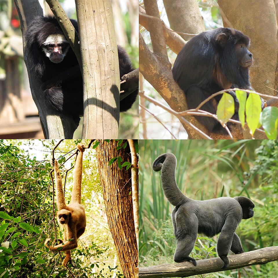 La Vallée des Singes