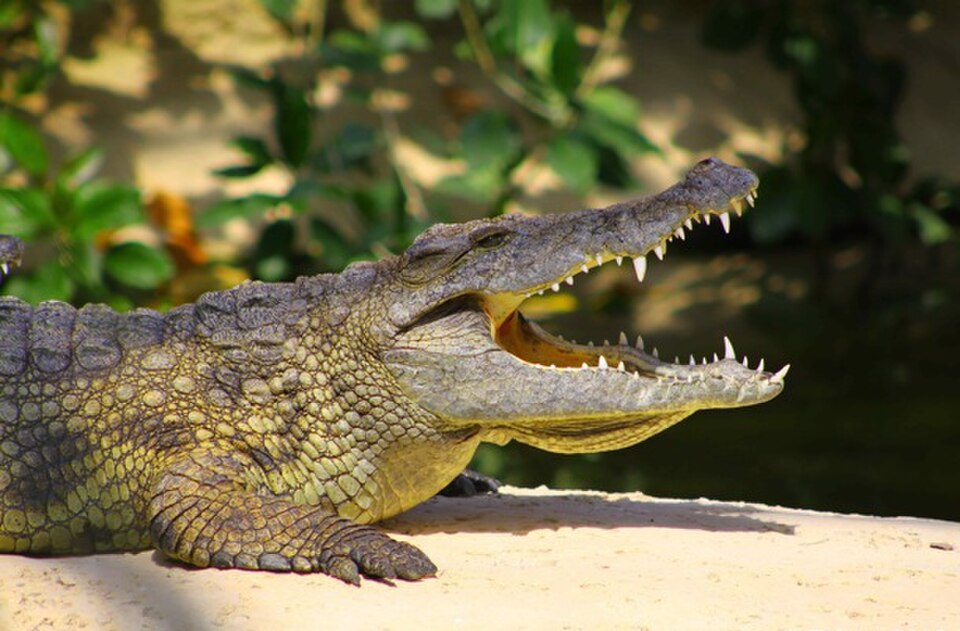 Planète des Crocodiles